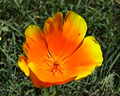 Flor silvestre Naranja con bordes amarillos planta de Merlo San Luis