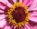 Centro de flor rjo con contorno amarillo y pétalos rosados