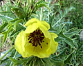 Flor de cardo amarilla planta de Merlo San Luis