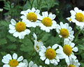 Flores y planta de Altamisa: petalos blancos y centro amarillo. Región de Merlo San Luis