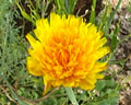 Flor amarilla de planta silvestre de Merlo, San Luis