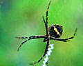 Araña toma fotográfica en laregión de Merlo San Luis