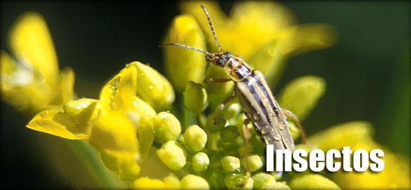 Título: Insectos: close up de un cascarudo posado sobre una flor amarilla