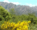 Vista de la Sierra de los Comechingones Merlo San Luis con vegetación y flores en primer plano