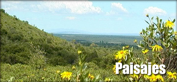 Titulo Paisajes con una vista de fondo desde las Sierras de los Comechingones al Valle, con flores amarillas en primer plano